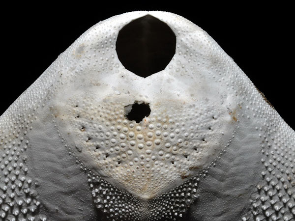 秀麗布萊海膽後盾狀之肛下帶，內有6對管足孔開孔。