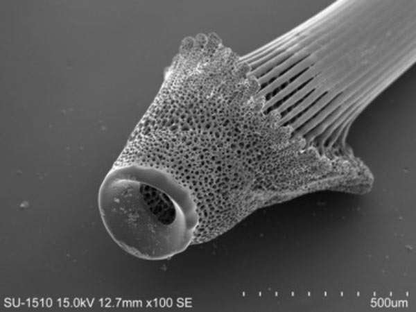 易碎脆心形海膽大棘基部SEM，放大100x。