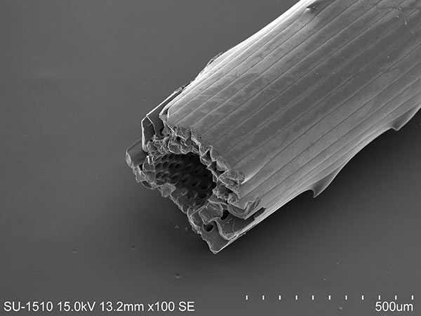 易碎脆心形海膽大棘刺身SEM，放大100x。