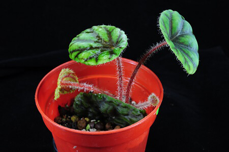 Begonia quadrialata subsp. nimbaensis