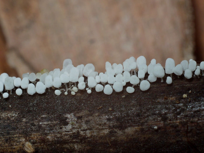 樹皮生膨瑚菌