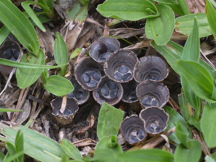 糞生黑蛋巢菌 