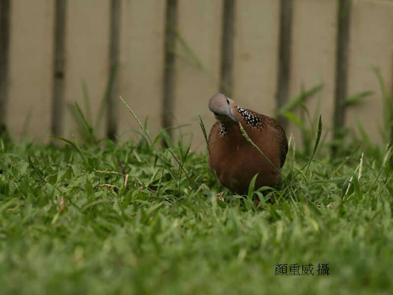 珠頸斑鳩