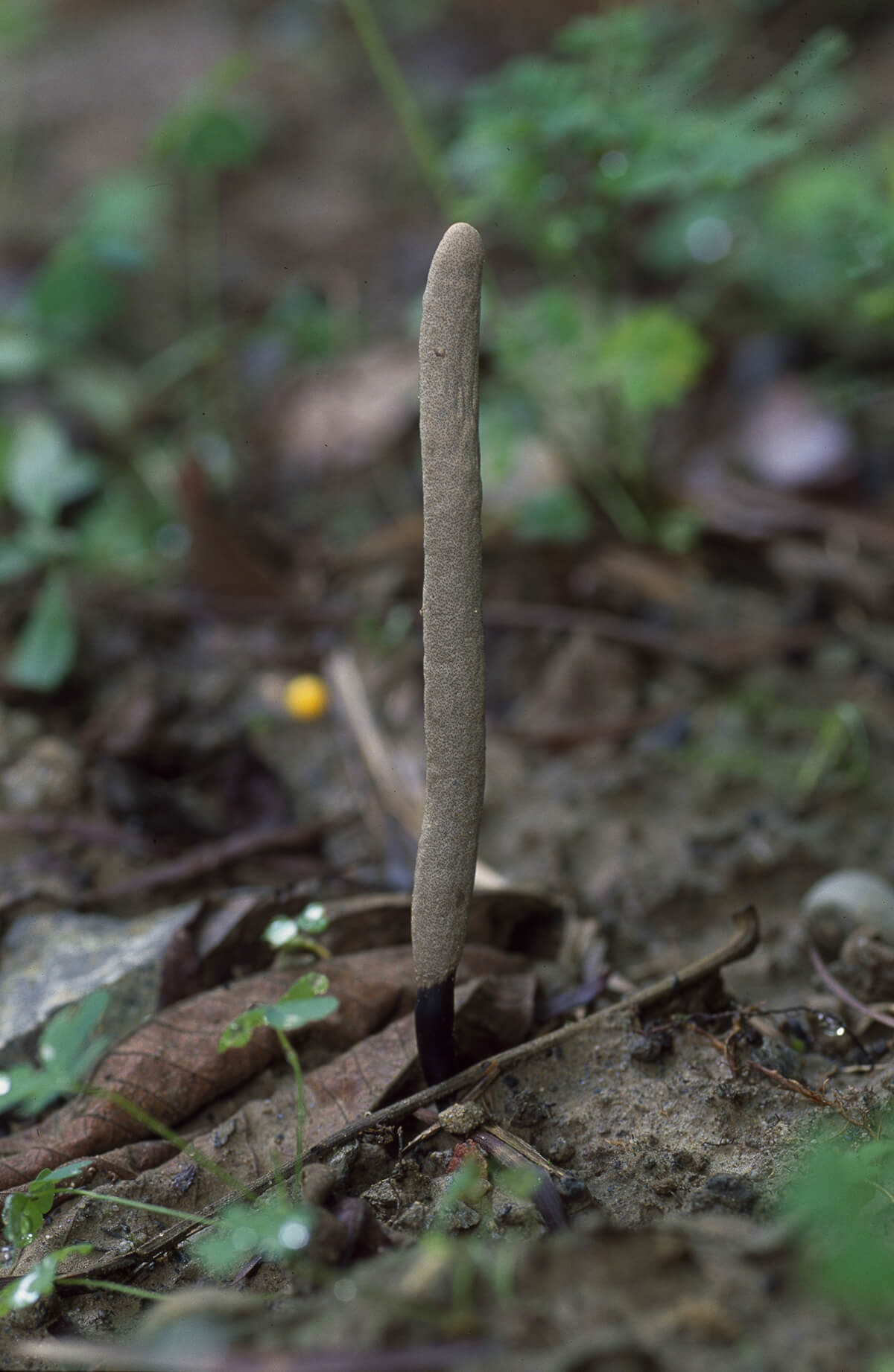 芽孔炭角菌