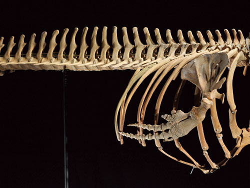 短肢領航鯨頭骨-2