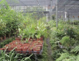 Nursery and Seed Bank