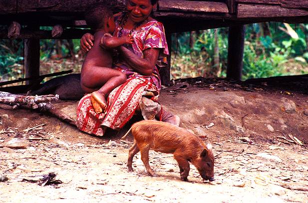 Woman, baby and pig in Highland, Papua New Guinea.