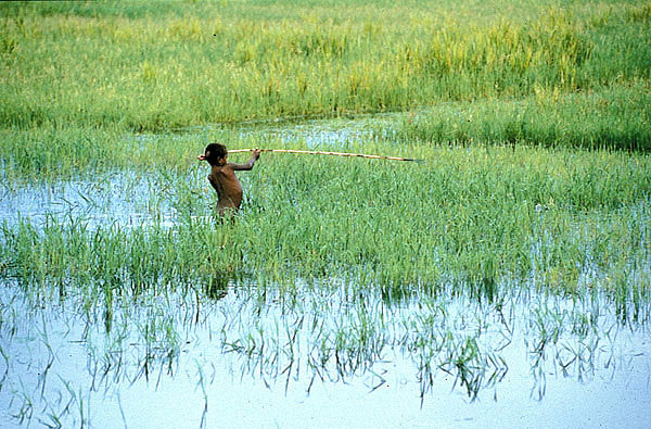 Marsh, Sepik River, Papua New Guinea.