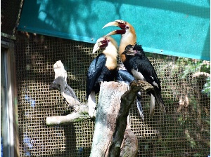 犀鳥園