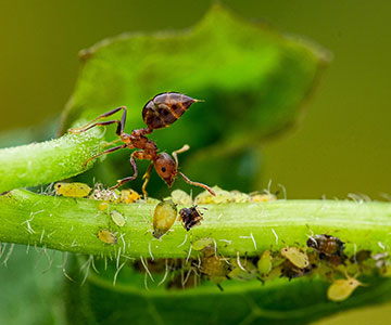 最佳拍檔：螞蟻與蚜蟲