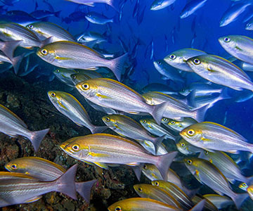 人工魚礁的集魚效應