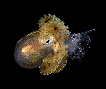 海中生物行為（1.父愛 2.海中俏皮鬼臉 3.掠食）