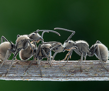 螞蟻的行為