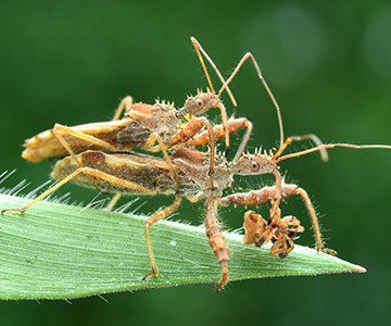 獵食與求偶