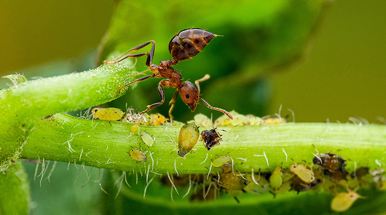曾慶瑀-最佳拍檔：螞蟻與蚜蟲