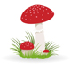 Fungi Collection(Culture)